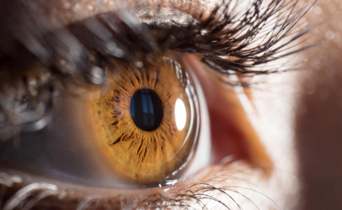 Cornea artificiale fatta con collagene di maiale restituisce la vista ai ciechi - Ottenuta la prima cornea che prende forma da sola
Image credit: www.pazienti.it