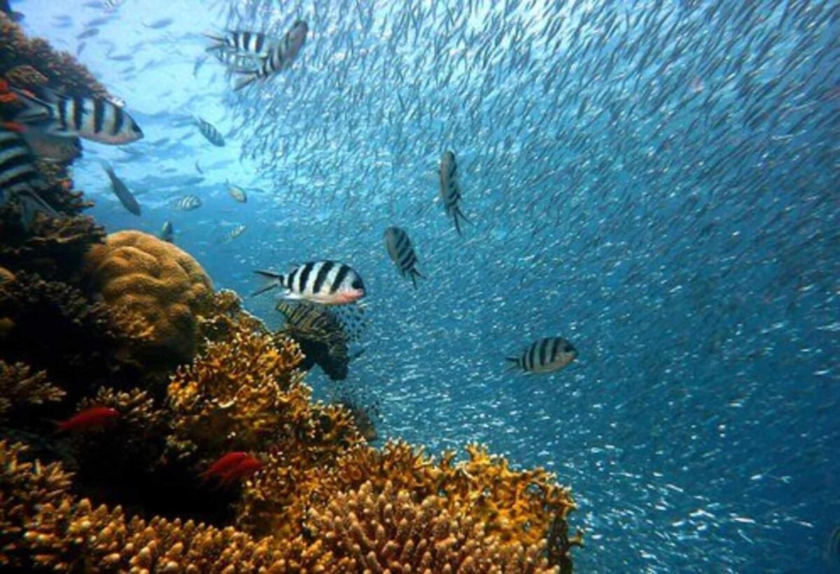Il pH del Mediterraneo entro 50 anni potrebbe toccare quota 7.9 con effetti irreversibili per l'uomo - Fonte: Pixabay