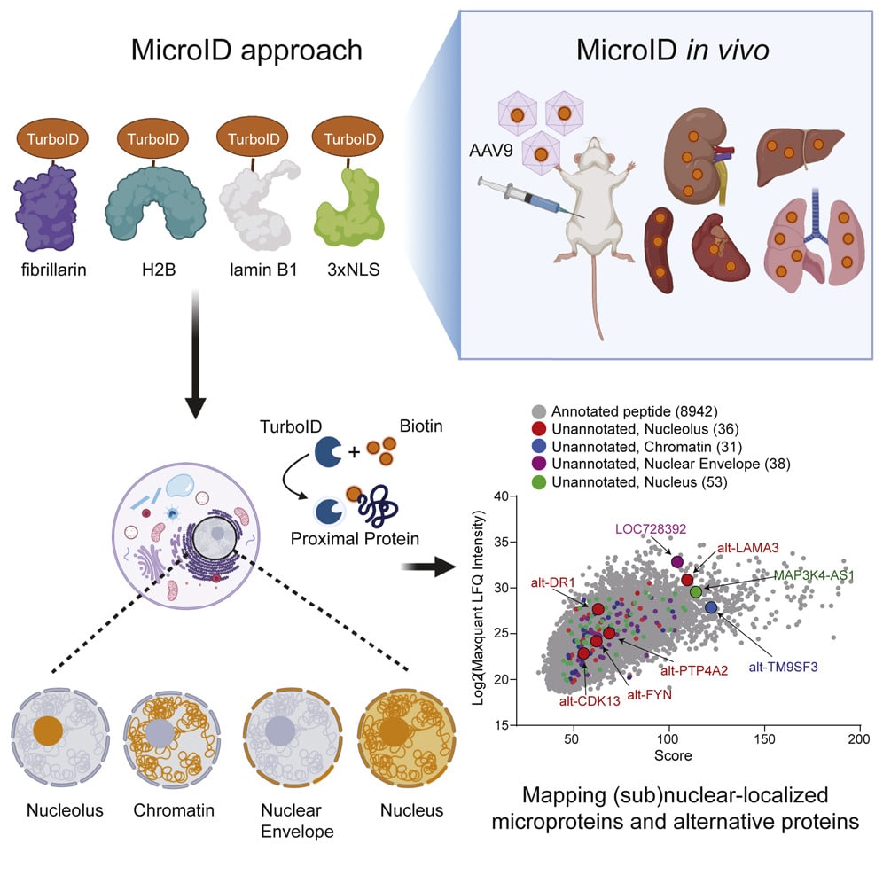 Schematizzazione tecnica MicroID utilizzata dai ricercatori della Yale University - Credits: Molecular Cell