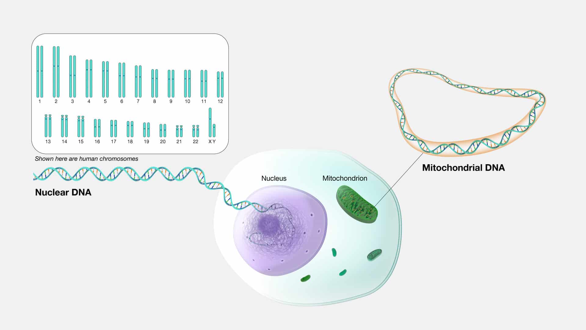 Genoma: raffigurazione di una cellula - Credits: NIH