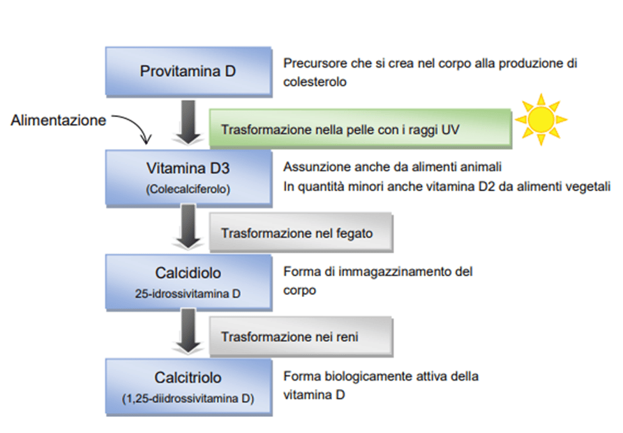 Schema della formazione di Vitamina D - Informazioni tecniche sulla vitamina D , 2012