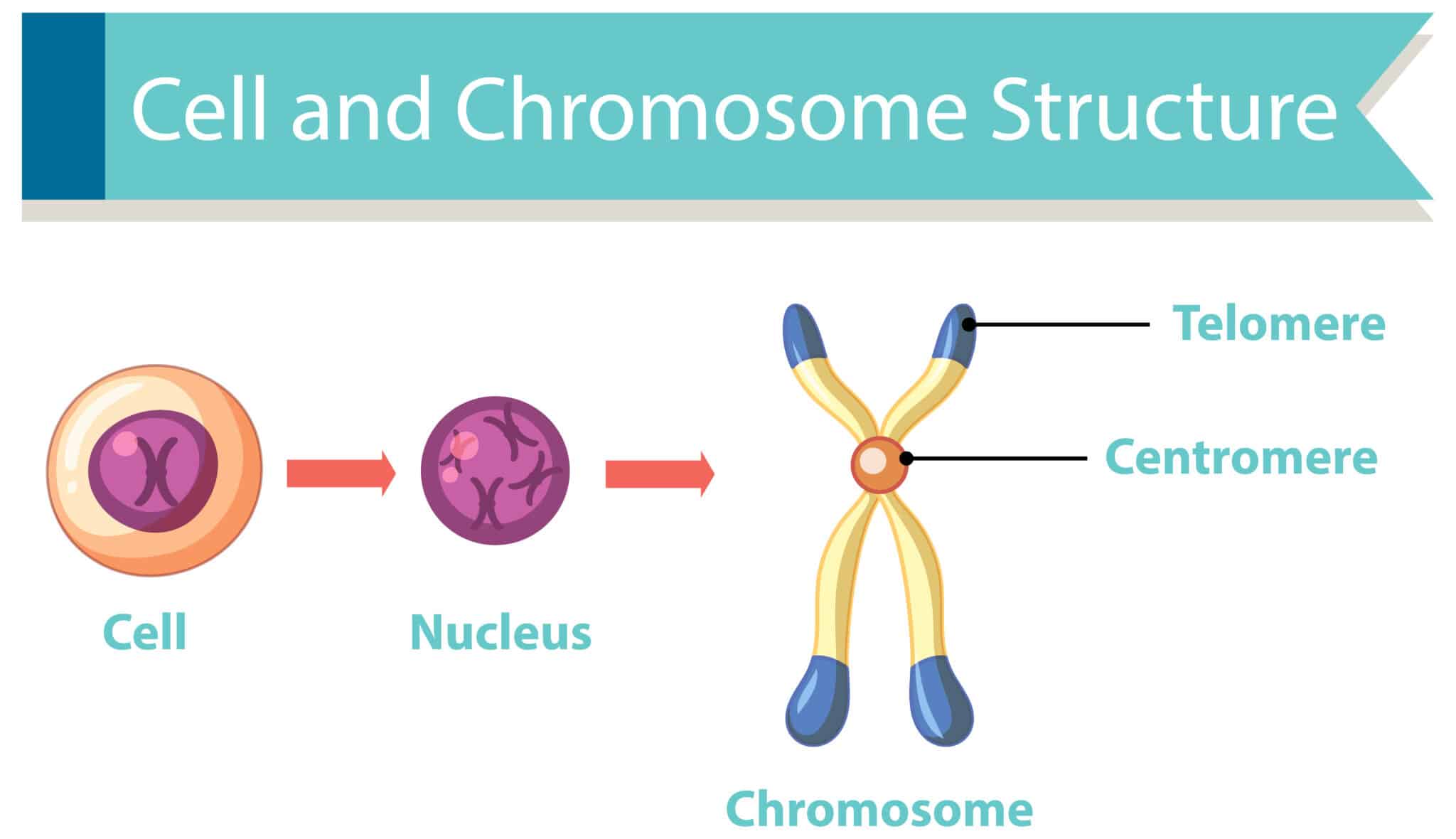 Diagram showing cell and chromosome structure illustration