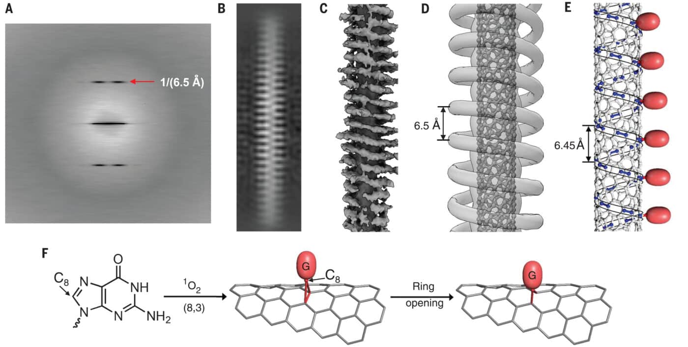 Modello di struttura derivato da Cryo-EM per 2G-7 funzionalizzato (8,3) e meccanismo di reazione. (A) Spettro di potenza medio da ~44.000 particelle. (B) Immagine della media di classe 2D. (C) Mappa 3D a bassa risoluzione generata da un approccio imparzia