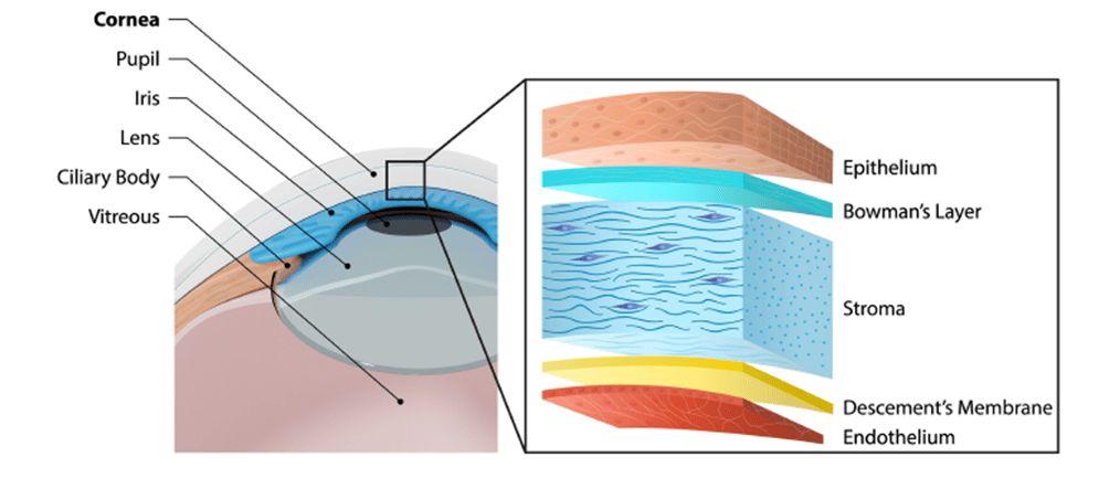Struttura dell'occhio umano - Artificial Cornea: Past, Current and Future Directions, 2018
