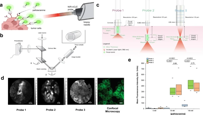 Il nuovo metodo NIR-nCLE rileva le cellule marcate con pafolacianina in coltura - Credits: Nature