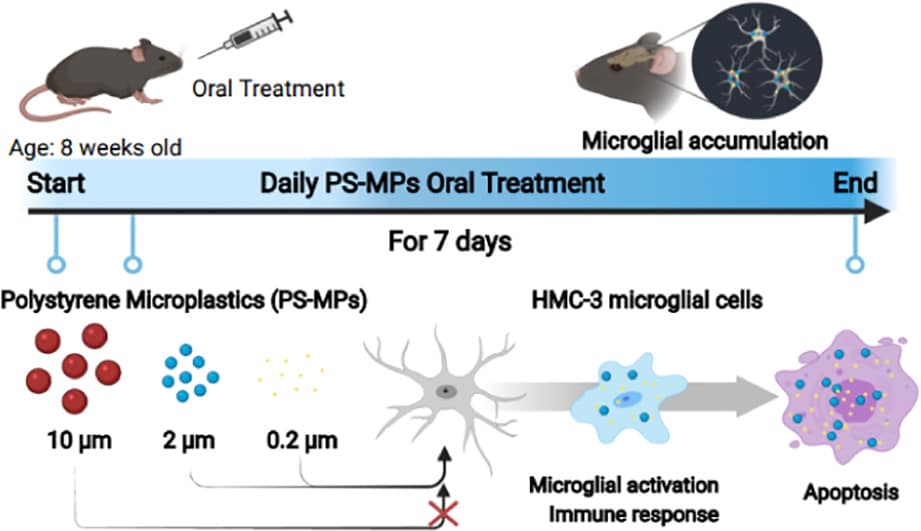 Sperimentazione sui topi degli effetti delle microplastiche - Credits: Science of The Total Environment