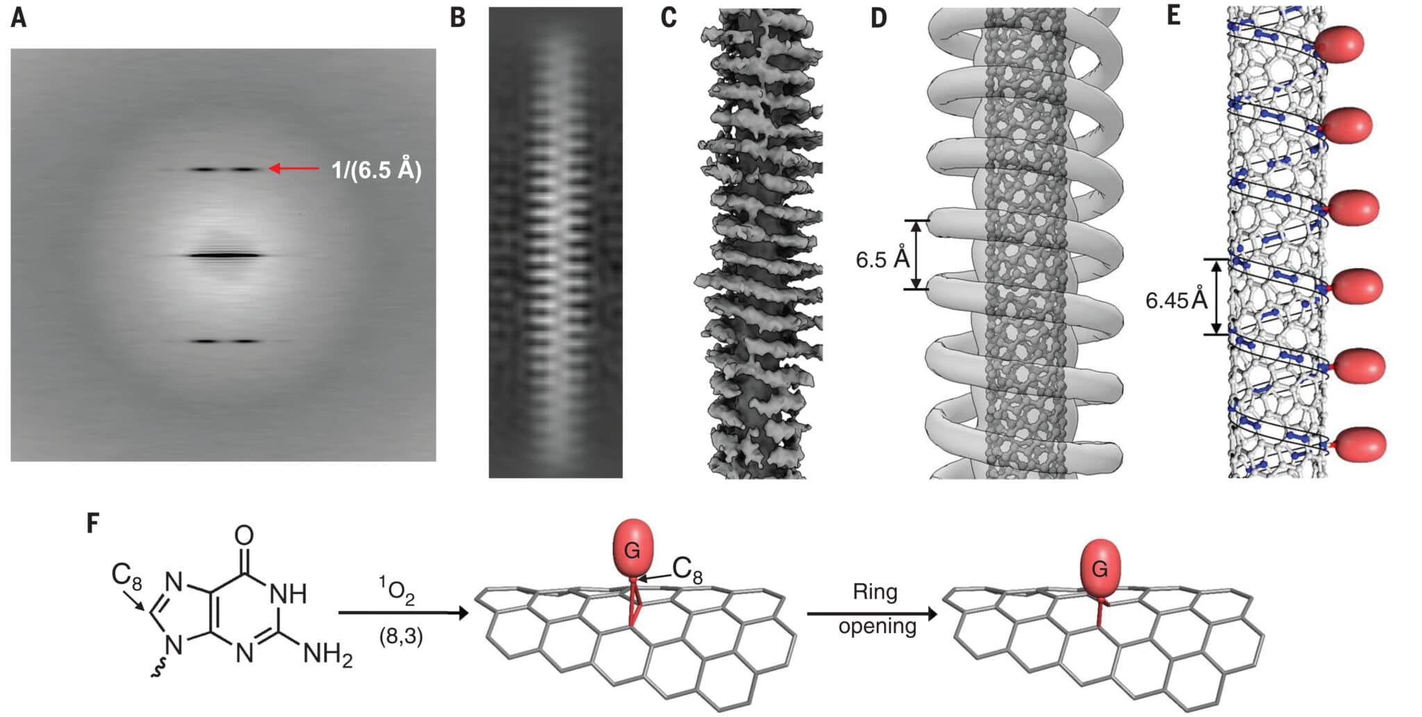 Modello di struttura derivato da Cryo-EM per 2G-7 funzionalizzato (8,3) e meccanismo di reazione. (A) Spettro di potenza medio da ~44.000 particelle. (B) Immagine della media di classe 2D. (C) Mappa 3D a bassa risoluzione generata da un approccio imparzia