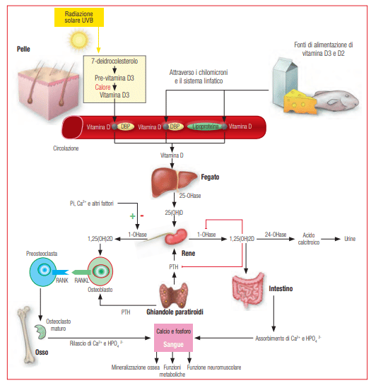 Rappresentazione schematica della fotoproduzione e del metabolismo della vitamina D - Vitamina D. Tutto ciò che avreste voluto sapere e non avete mai osato chiedere
