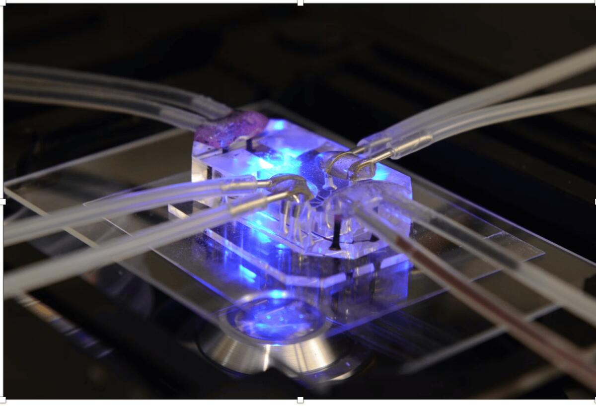Replicare organo su microchip: una nuova sfida per l’ingegneria biomedica - 