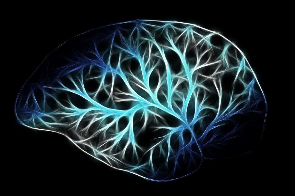 Informazioni sensoriali e pensieri: il ruolo della neocorteccia - 