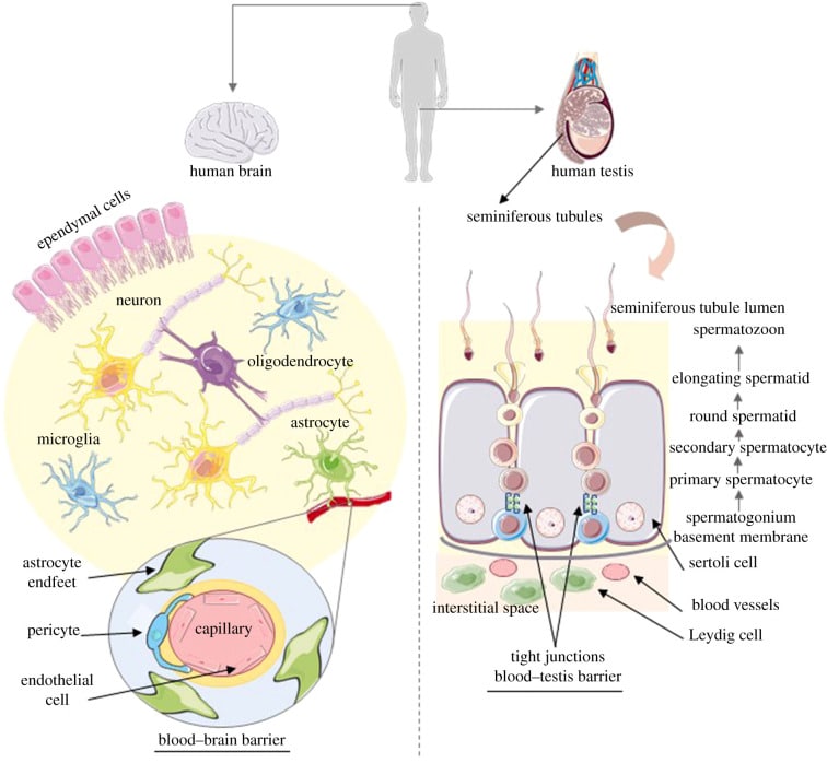 Summary of the cellular organization of human brain and testis, Pubmed