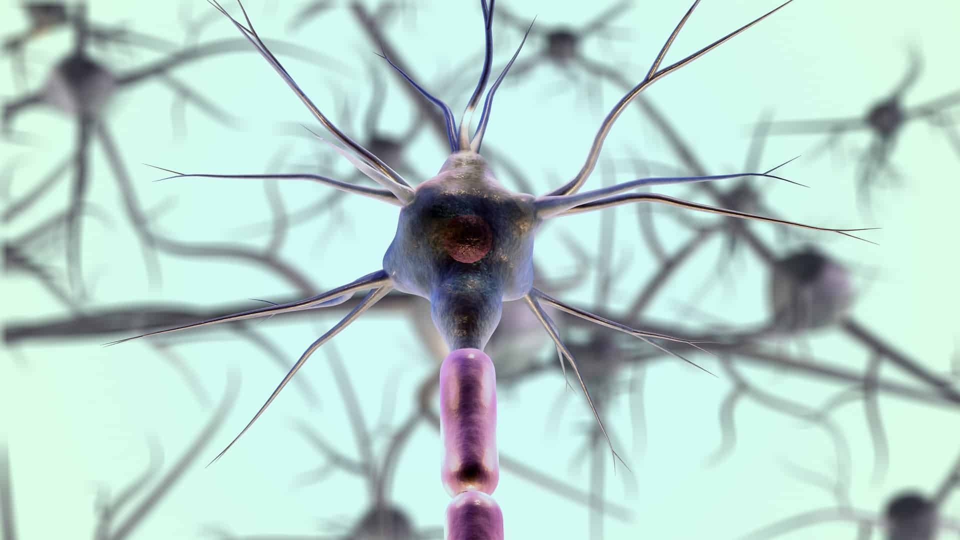 Organ-On-Chip