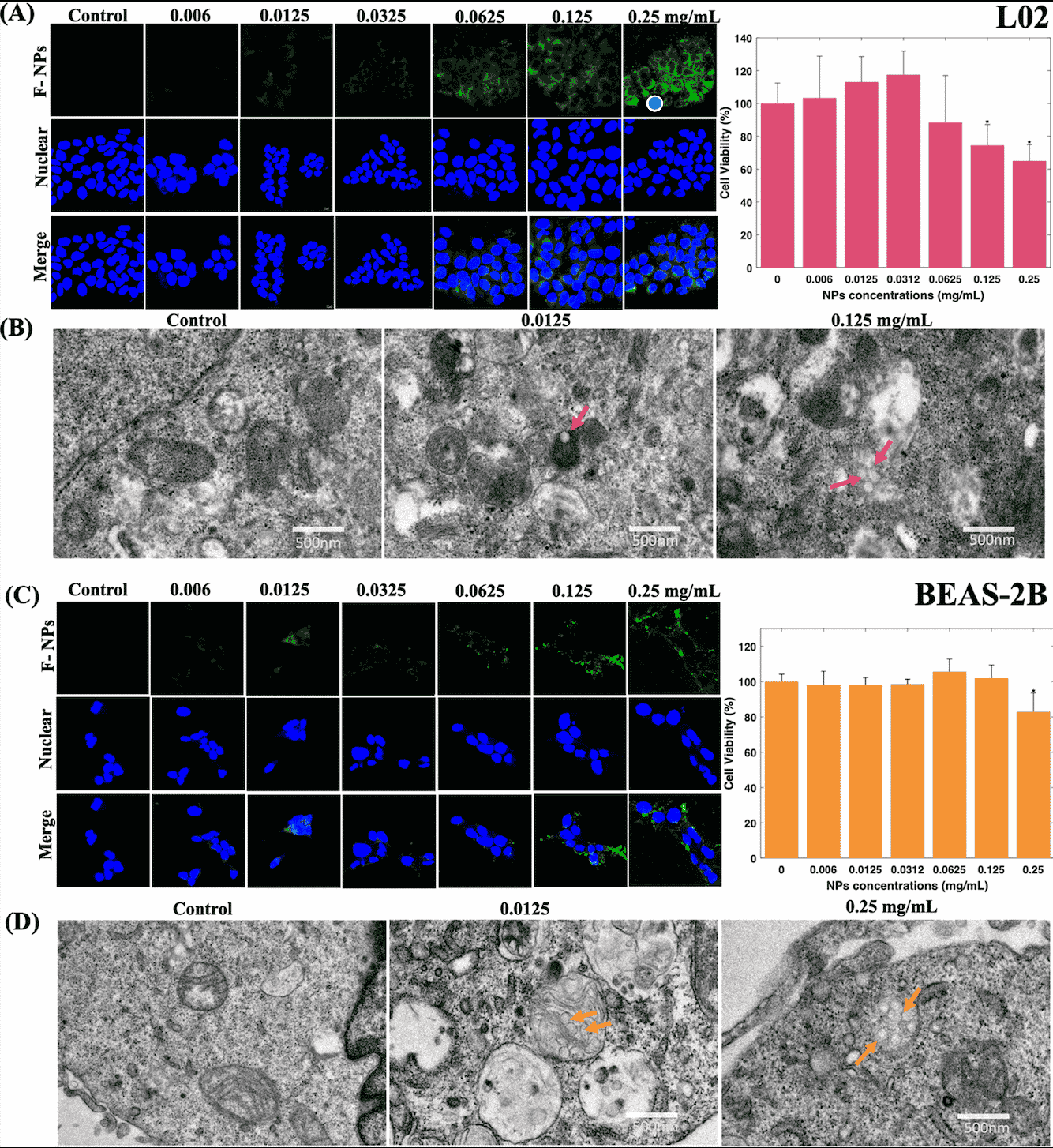Assorbimento di nanoplastiche da 80 nm da parte di normali linee cellulari epatiche L02 e polmonari BEAS-2B e loro vitalità cellulare a una serie di concentrazioni: l'internalizzazione di nanoplastiche fluorescenti (F-NP) (A, C) e non fluorescenti tramite