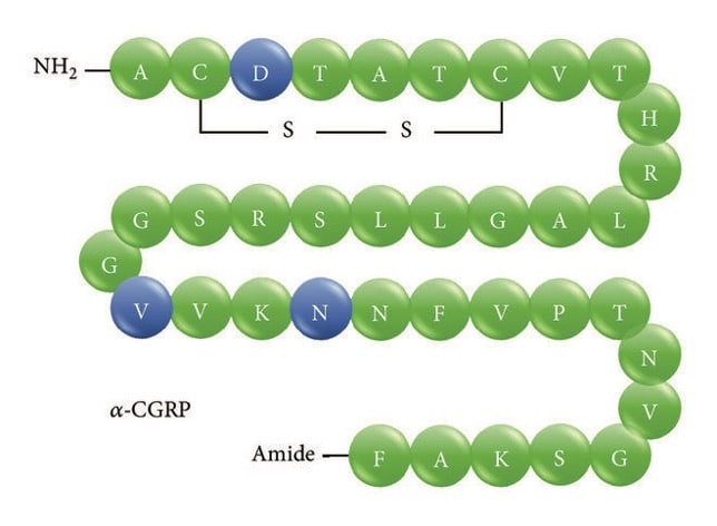 Struttura primaria delle proteine del CGRP umano. Il peptide correlato al gene della calcitonina (CGRP) è un neuropeptide composto da 37 aminoacidi e si esprime in due isoforme: α-CGRP e β-CGRP. Una delle principali differenze è costituita dal fatto che l