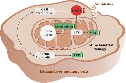 Schema di una cellula umana di fegato/polmone - Credits: Environmental Science & Technology