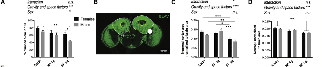 (A) Diminuzione della capacità di arrampicata delle mosche spaziali (n = 90–120). (B) Immagine rappresentativa del cervello di mosca colorato con marcatore neuronale anti-ELAV; corteccia neuronale contrassegnata dalla linea bianca esterna tratteggiata e n