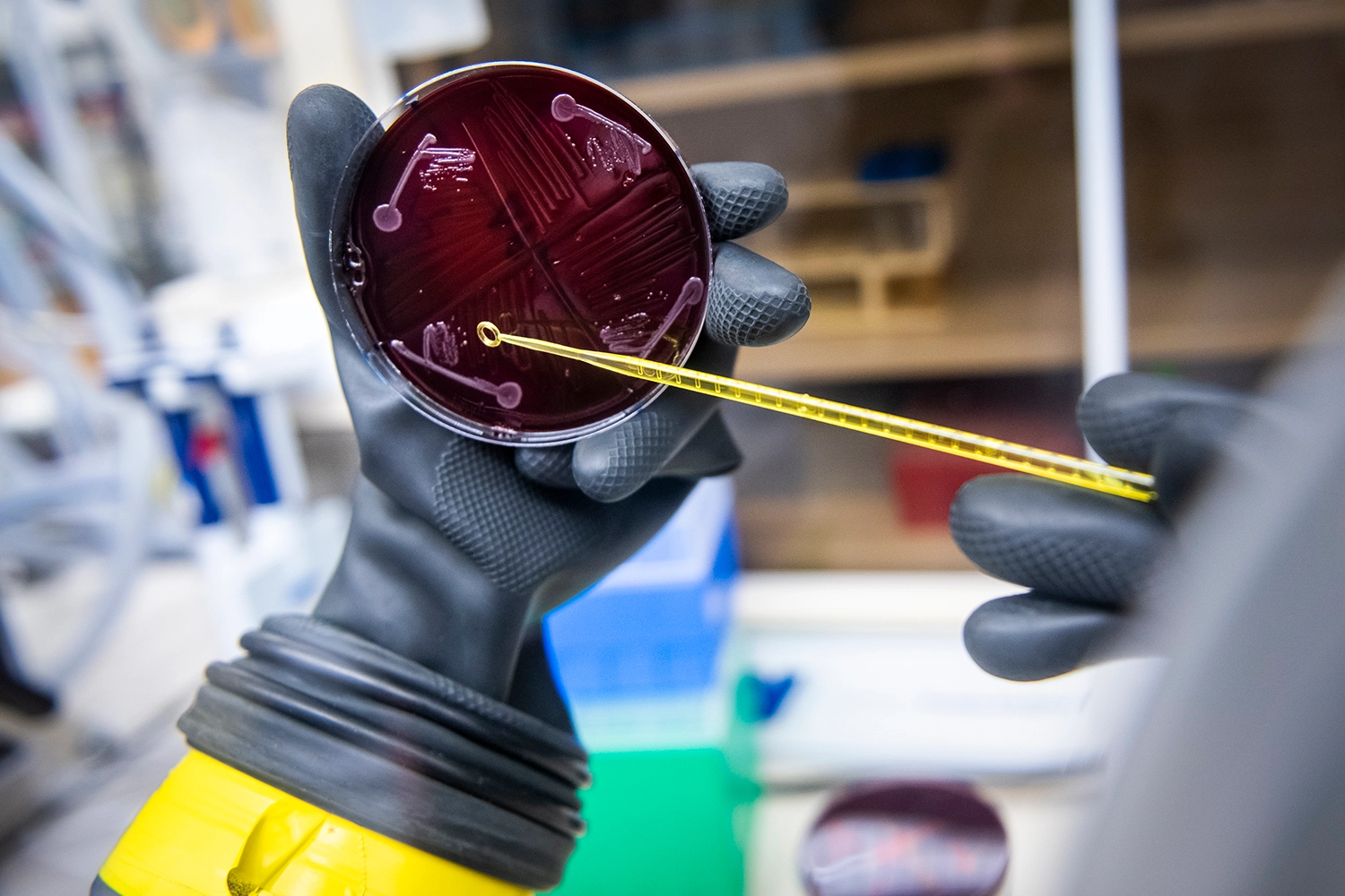 Una coltura cellulare batterica del laboratorio in cui è stato effettuato lo studio sul microbioma umano - Credits: L.A. Cicerone