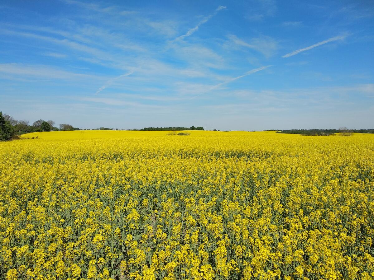 Biomasse per la produzione di olio vegetale come alternativa al gasolio - 