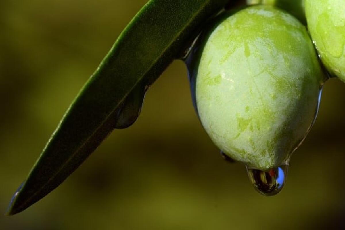 Olio made in Italy: un settore economico a rischio - 