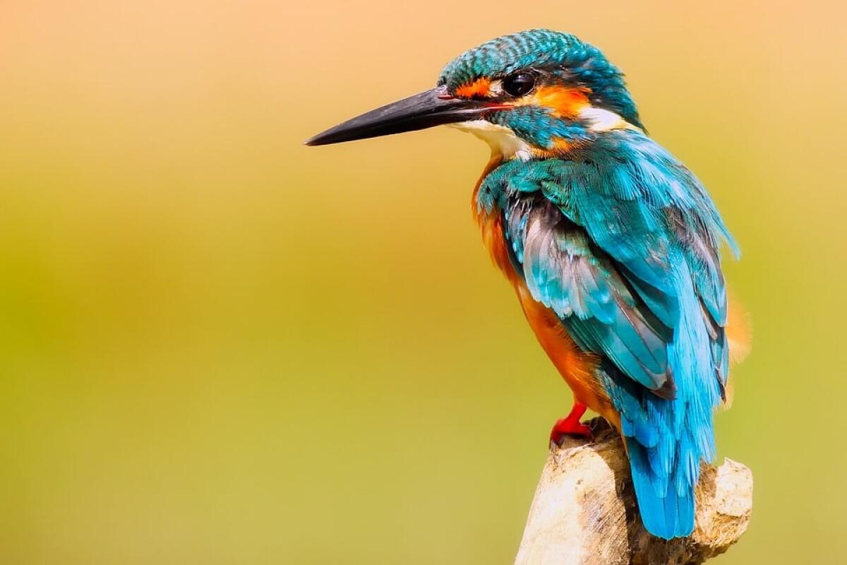 Treno proiettile giapponese: come un martin pescatore ha contribuito ad ottimizzarne la forma - 