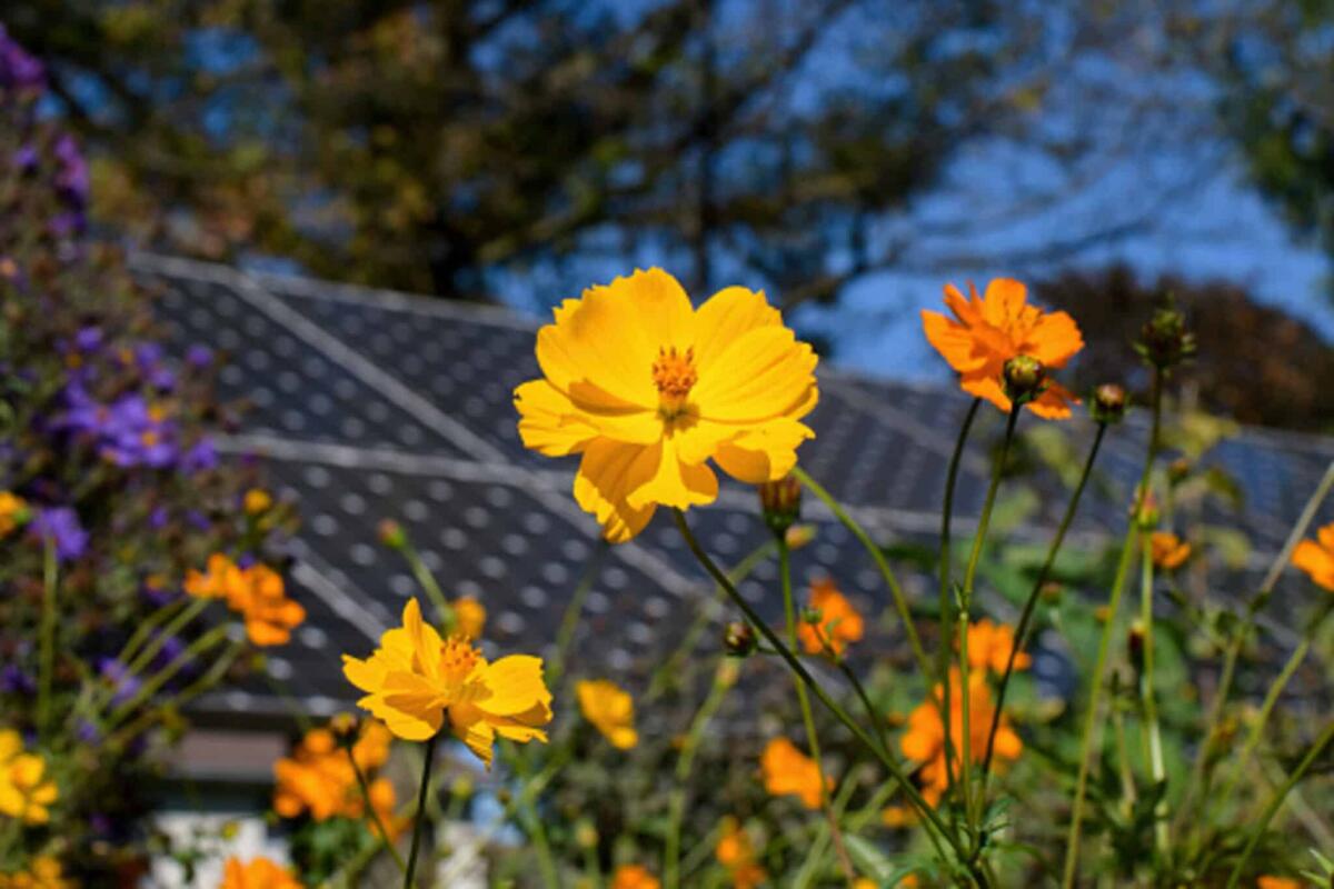 Fotovoltaico: come può tutelare la biodiversità? - Pixabay