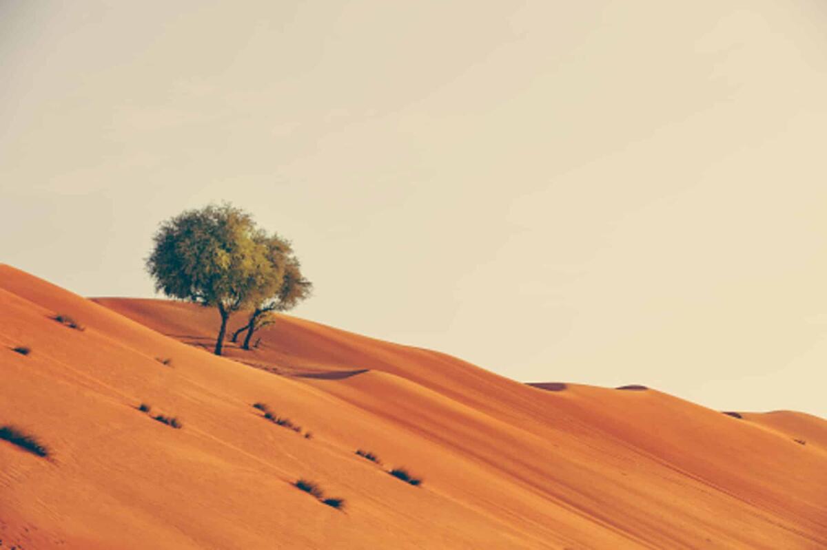 Grande Muraglia Verde: una barriera di alberi contro la desertificazione - Pixabay