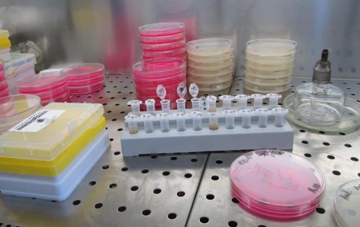 Prodotti per Terapia Cellulare o Tissutale (PTC): cosa sono e come vengono regolamentati - 