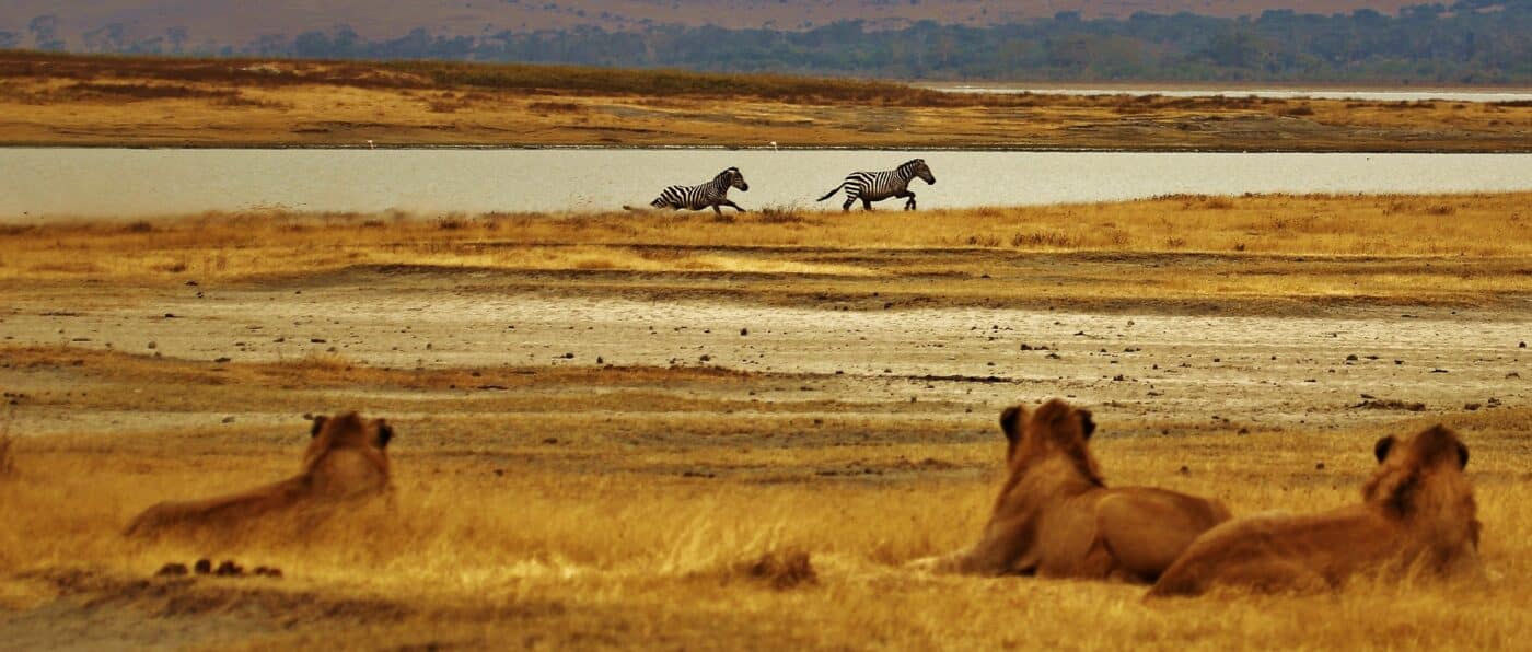 Savana Biosistemi complessi