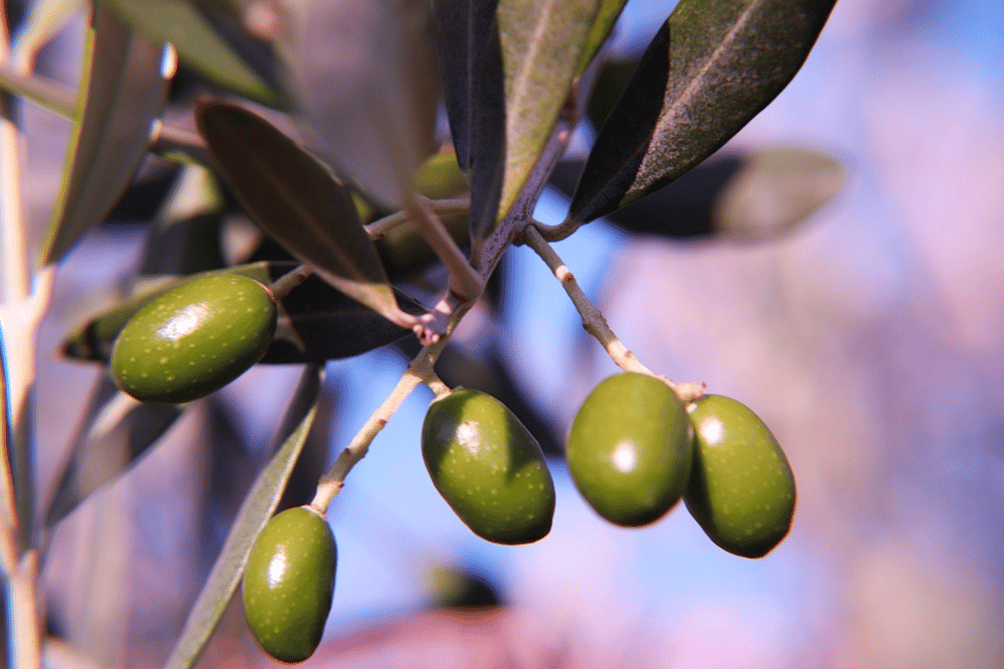 Olio