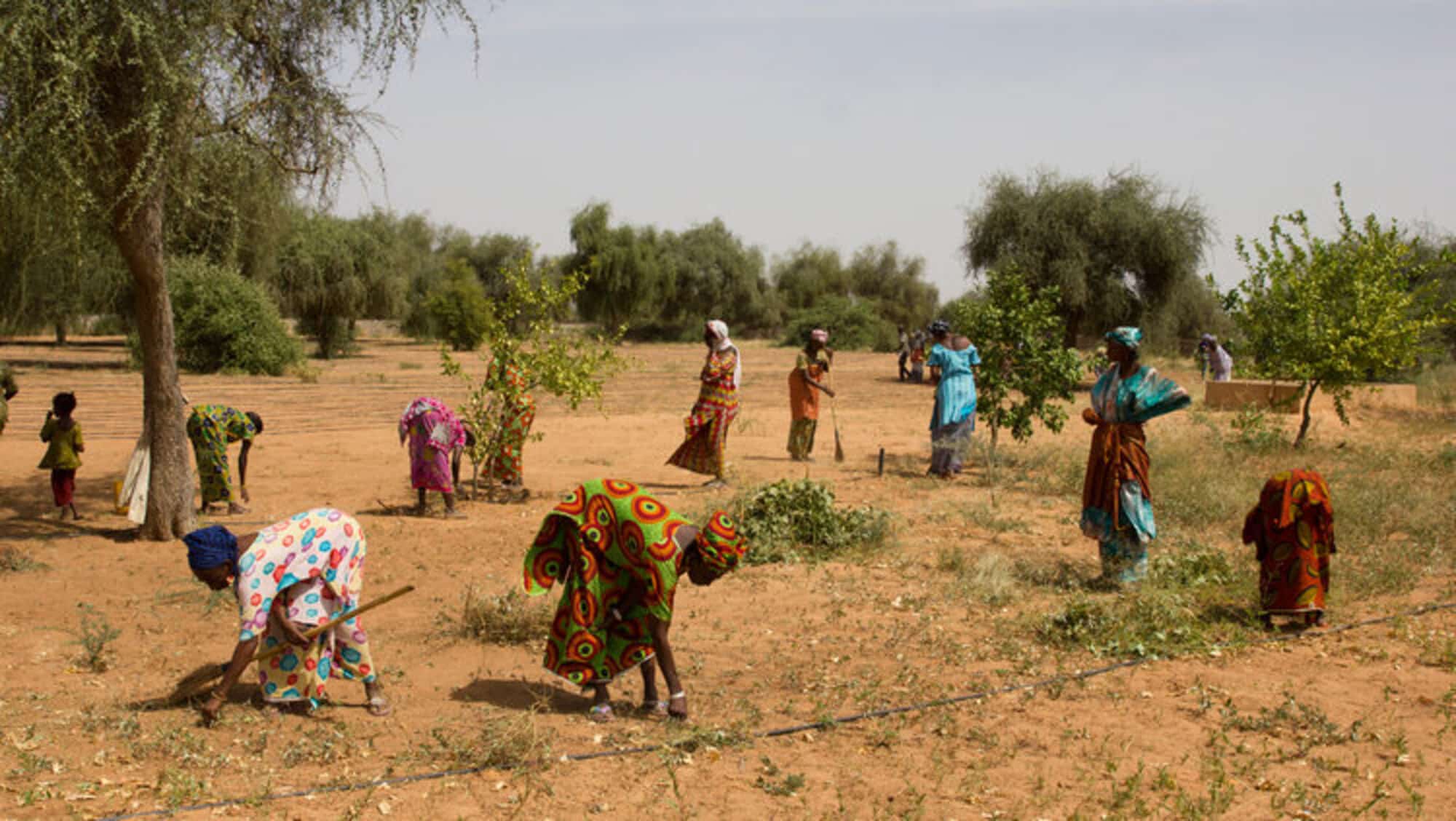 Fonte: Great Green Wall