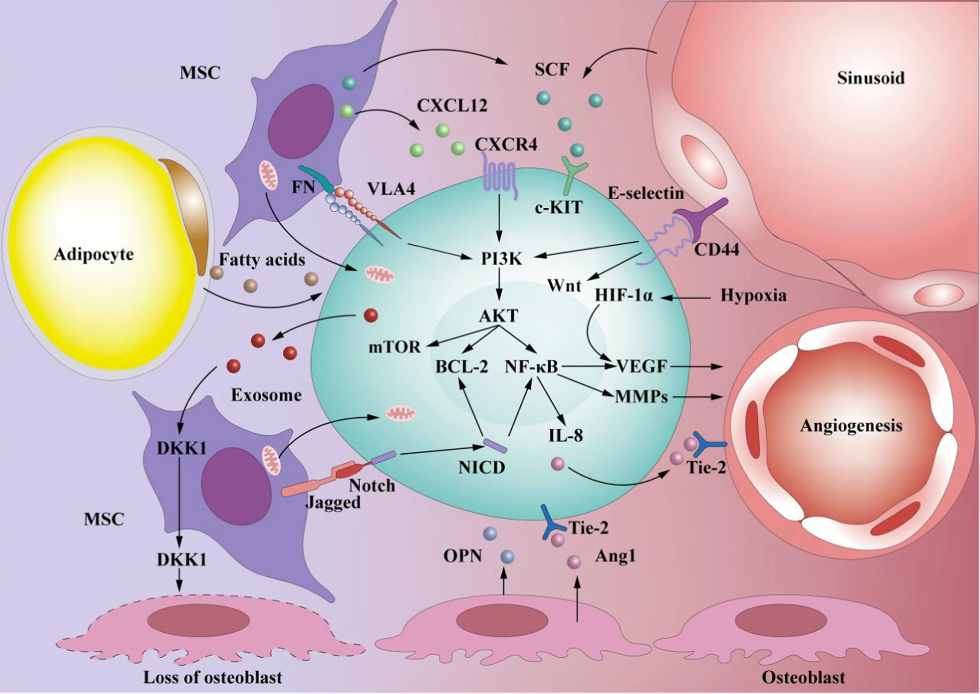 Le cellule staminali leucemiche (LSC) interagiscono e aderiscono a varie cellule di nicchia (come MSC, osteoblasti, adipociti e cellule endoteliali) e varie molecole di ECM da esse secrete. L'interazione tra LSC ed il microambiente del midollo osseo (BMM)