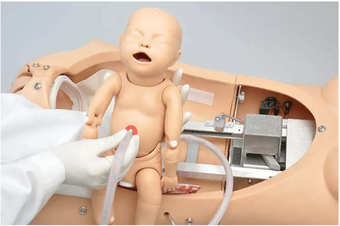 Torso di Noelle con feto. Credit: Medicalexpo.it