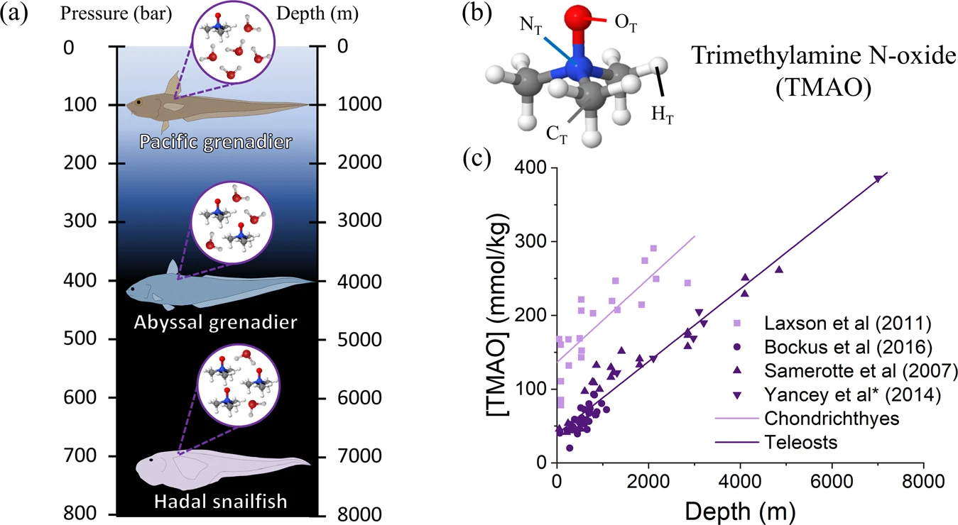 (photo: Communications Chemistry volume 5, Article number: 116 (2022) )