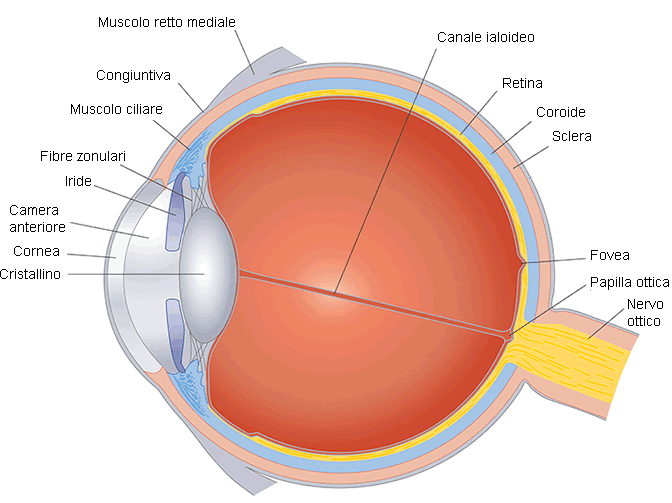 Anatomia dell’occhio umano. Credits: International Agency for the Prevention of Blindness - IAPB Italia Onlus