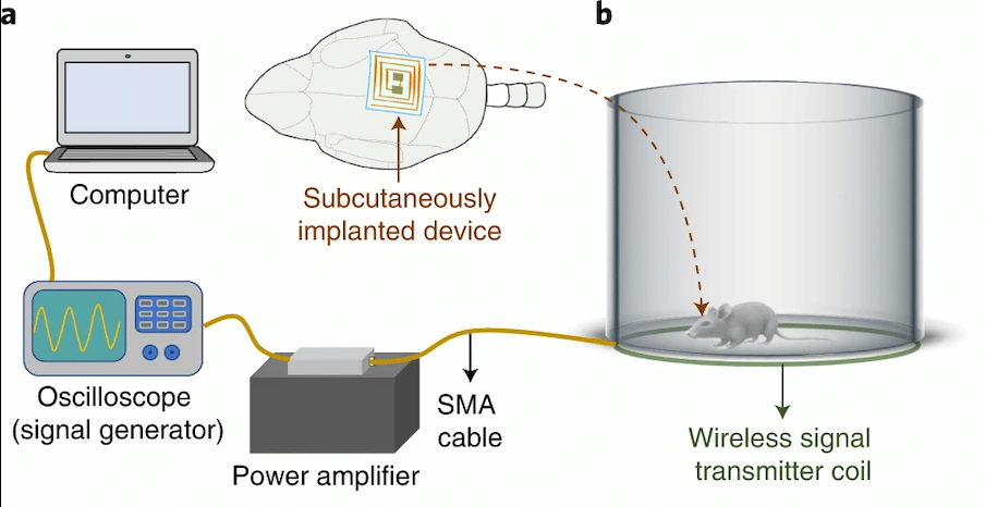 Schema che mostra la configurazione di erogazione di energia wireless controllata da computer utilizzata per la terapia fototermica dei tumori cerebrali - Credits: Nature