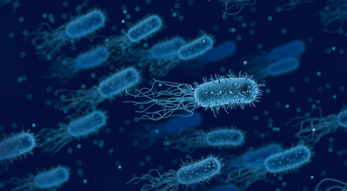 Helicobacter Pylori: nemico del nostro organismo? - 