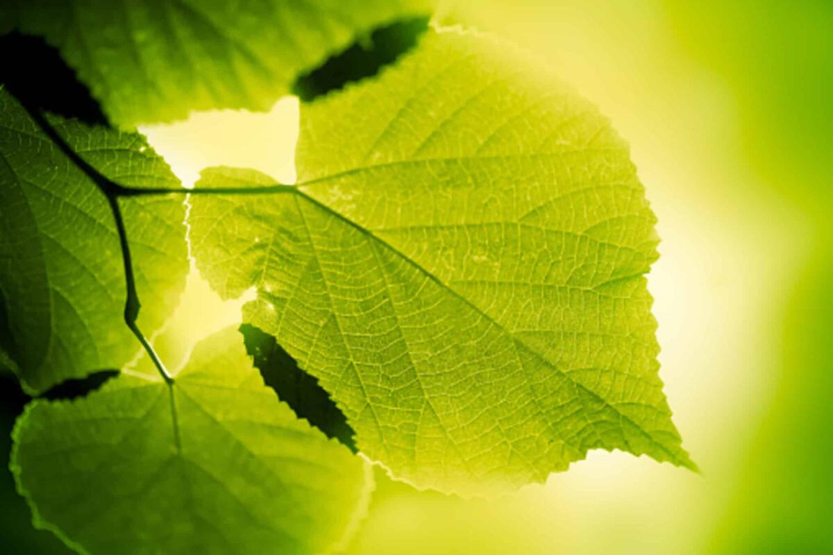 Fotosintesi artificiale: creato un sistema 10 volte più efficiente - Pixabay
