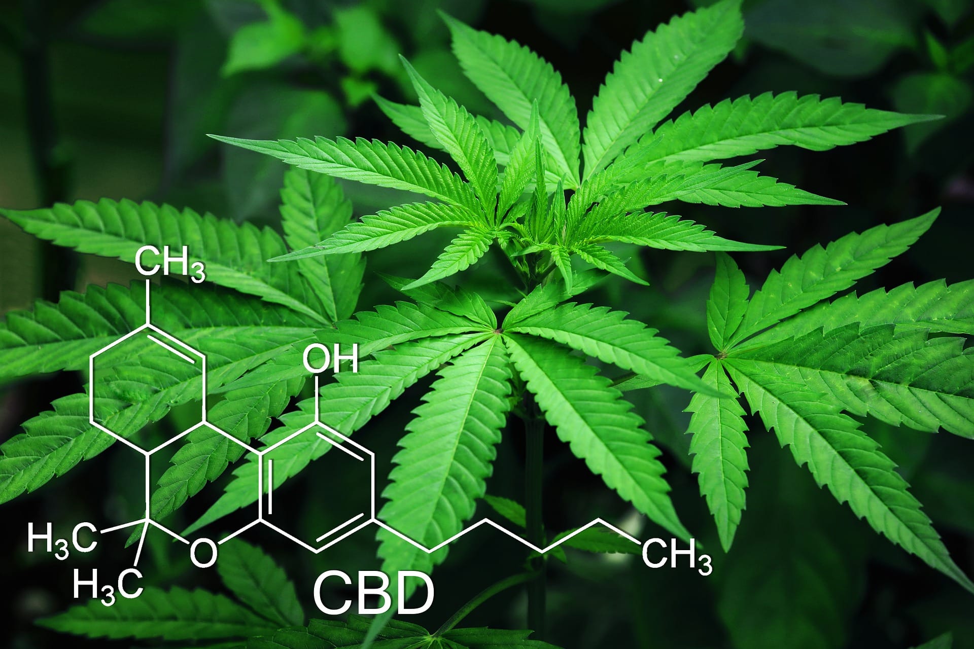 Legalizzazione cannabis