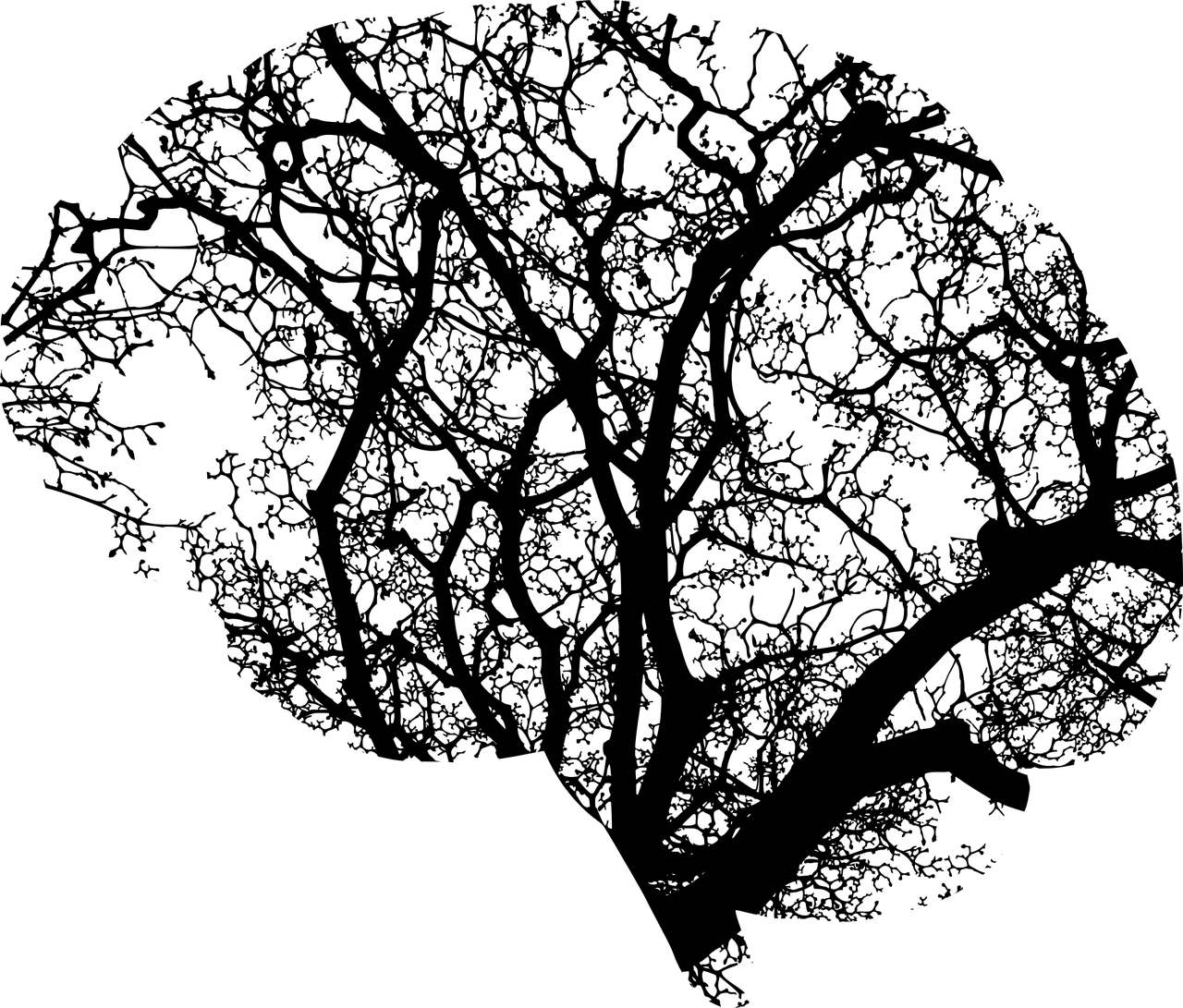 cervello funzioni