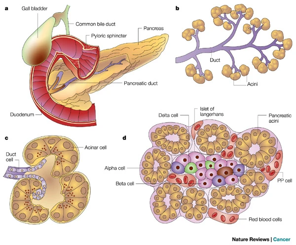 Anatomia del pancreas - Credits: Nature Reviews Cancer