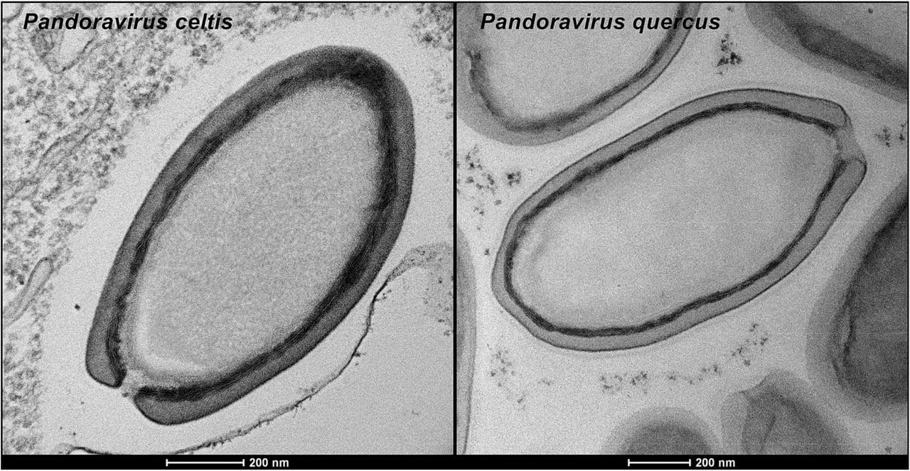 Pandavirus, Credits: BioRxiv