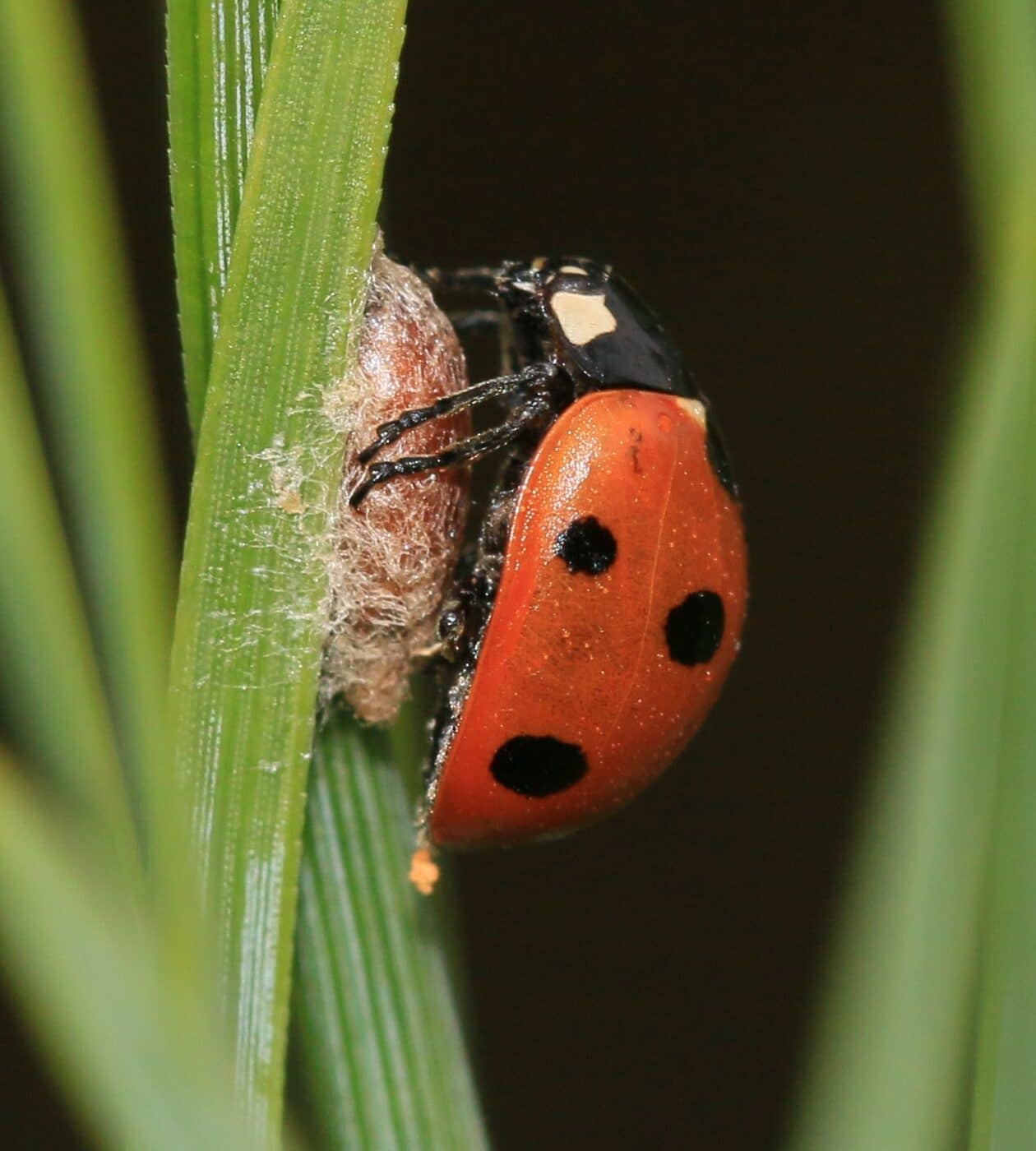 Dinocampus coccinellae. Credits: CC-2.0 by S. Rae