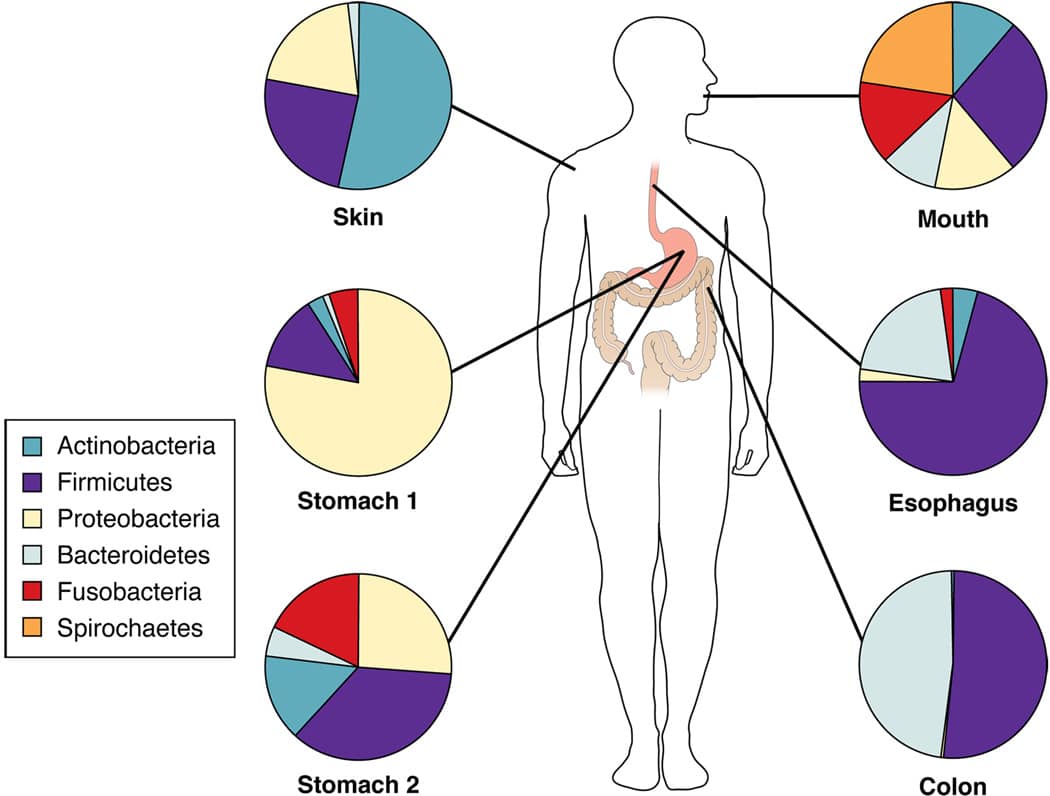Principali phila batterici presenti nello stomaco e in altre sedi. Credits: Pubmed