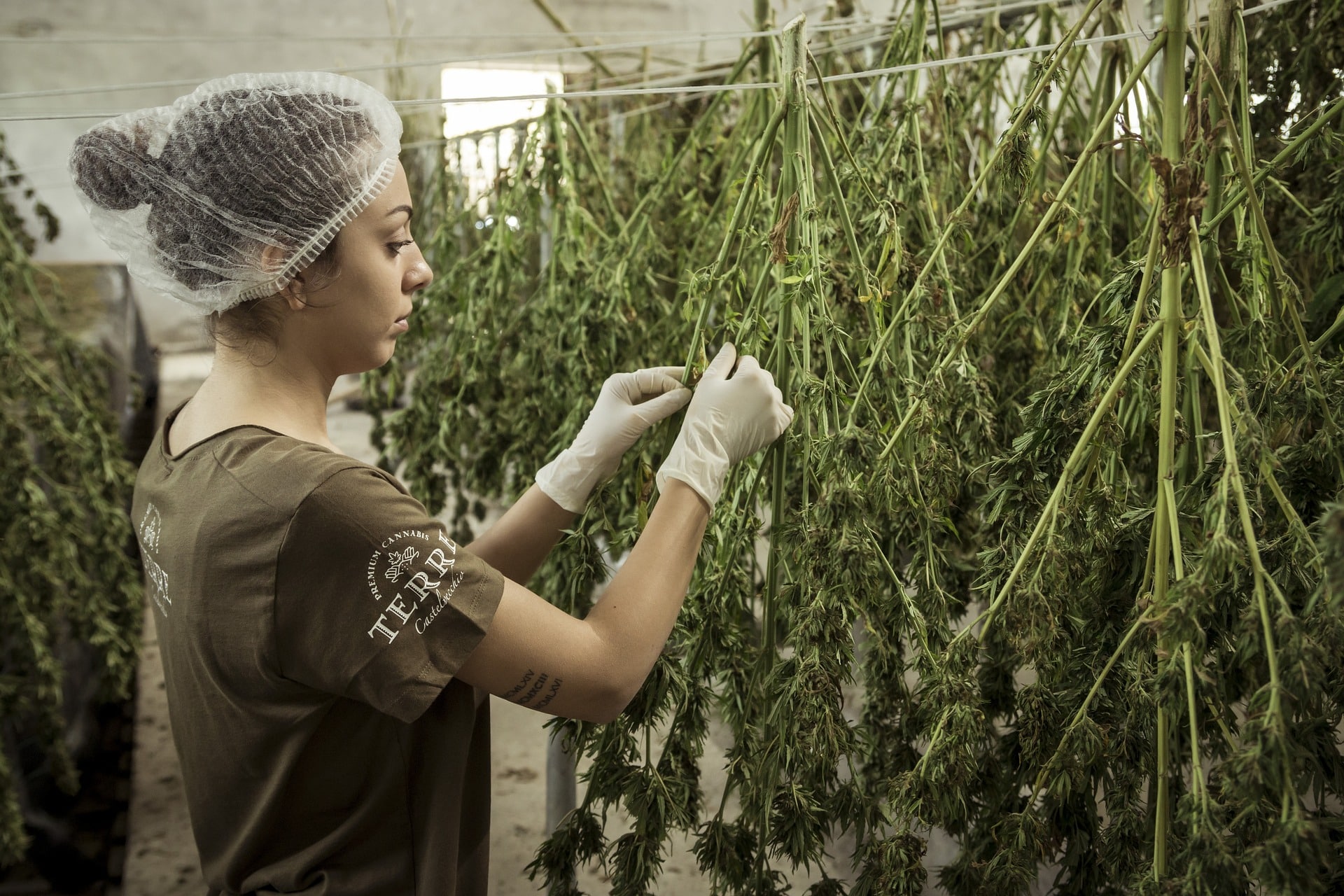 Legalizzazione cannabis
