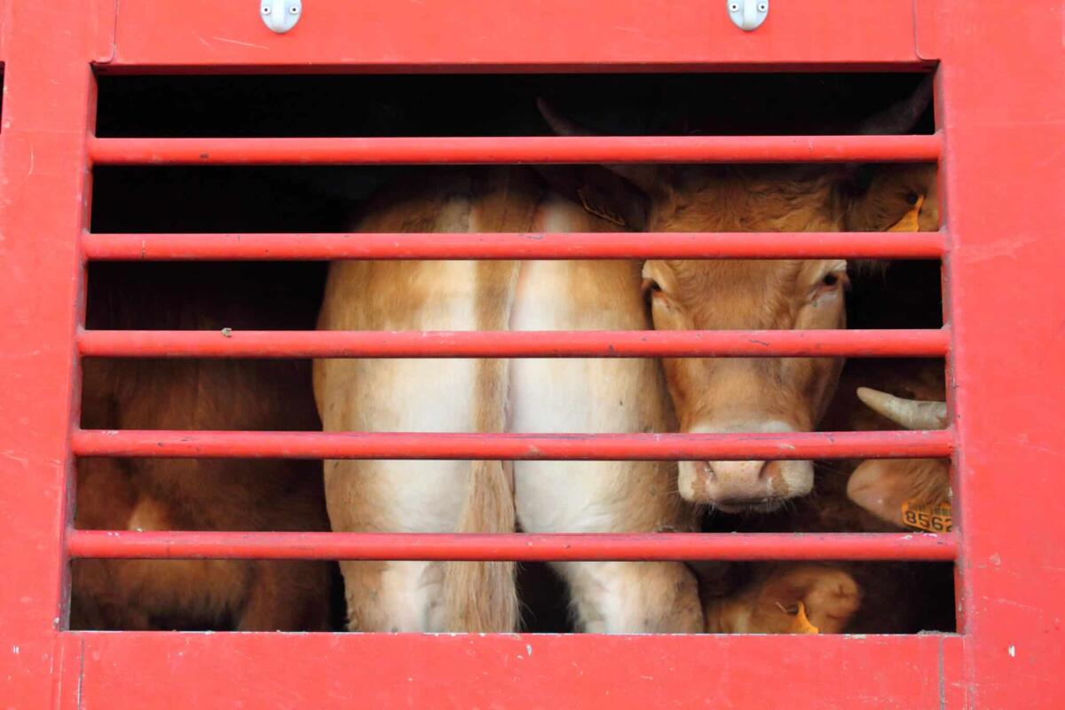 Trasporto animali da macellazione: le pessime condizioni - Detailed view of a truck for calf transportation