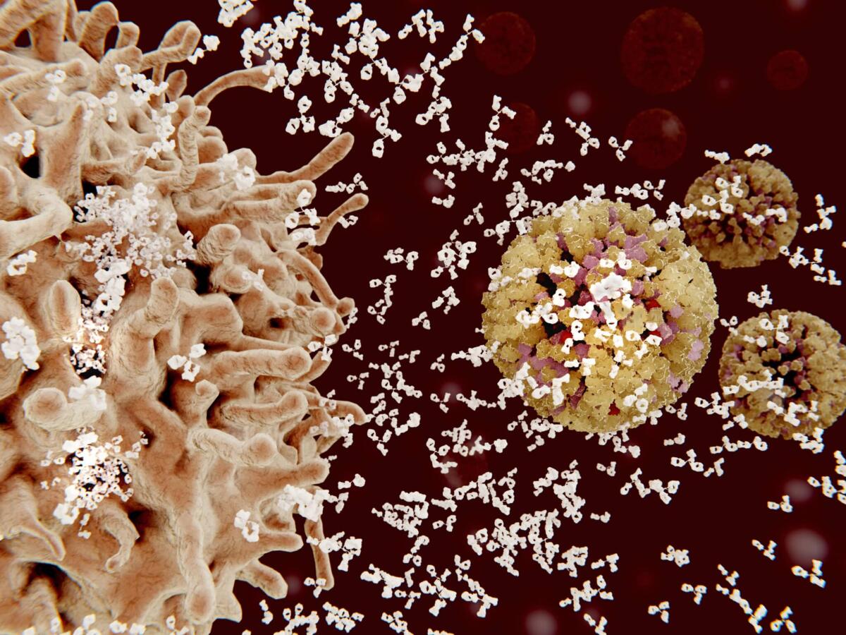 Risposta immunitaria: differenza tra immunità innata e acquisita - 