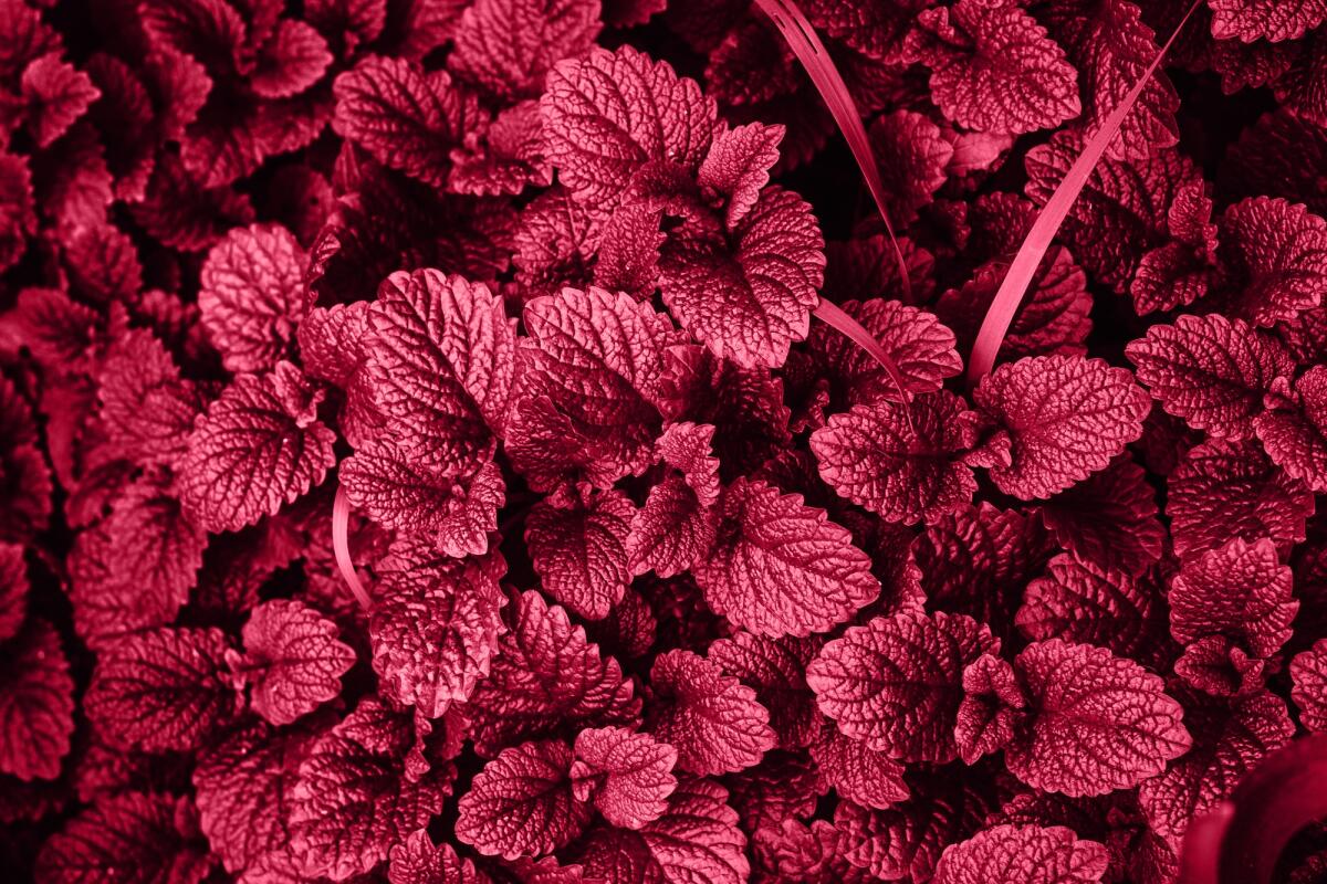 Viva Magenta, ecco l'unconventional color del 2023 secondo Pantone - Mint Plant Grow Background. Color of the Year 2023 Viva Magenta.
