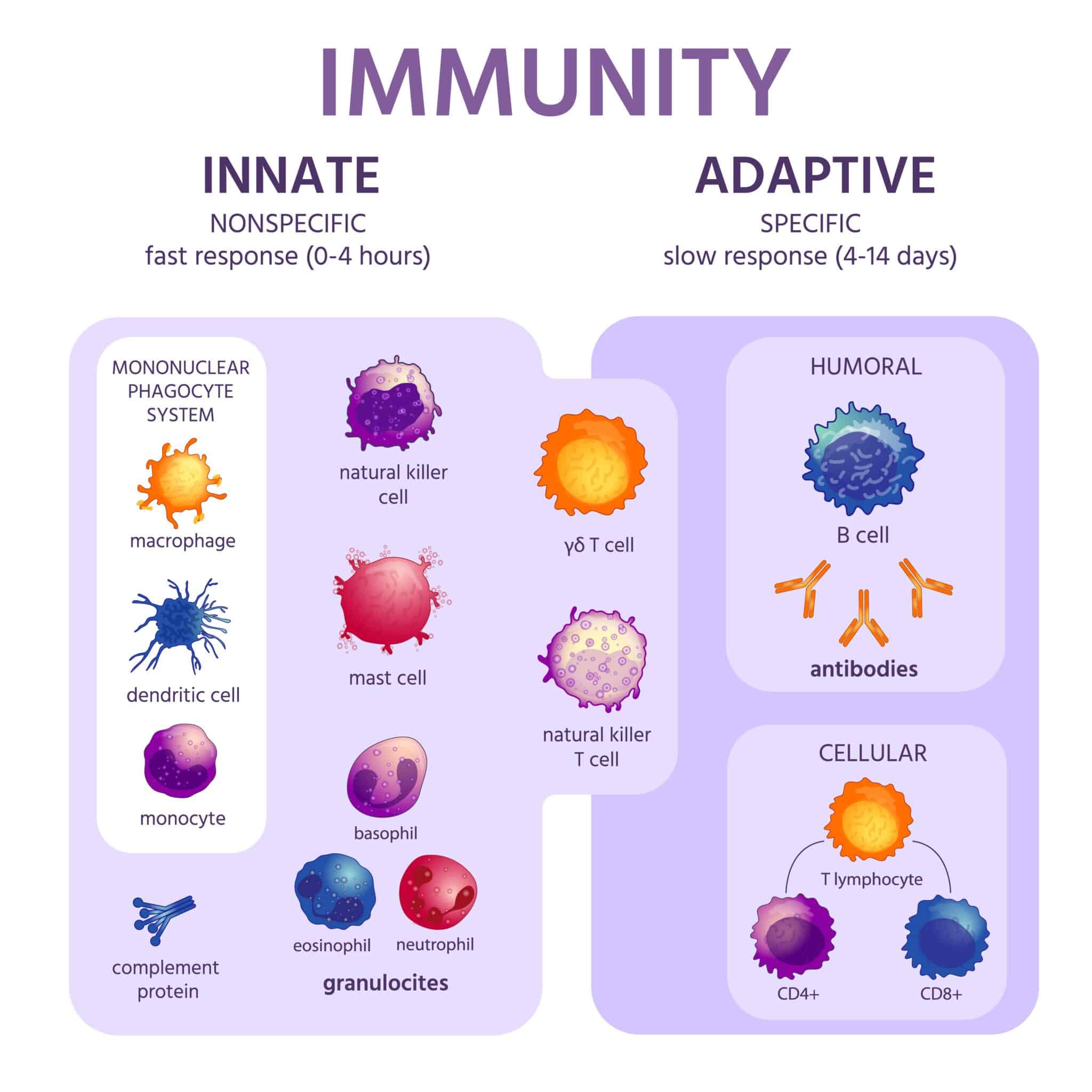 immunitàinnata o acquisita? risposta immunitaria
