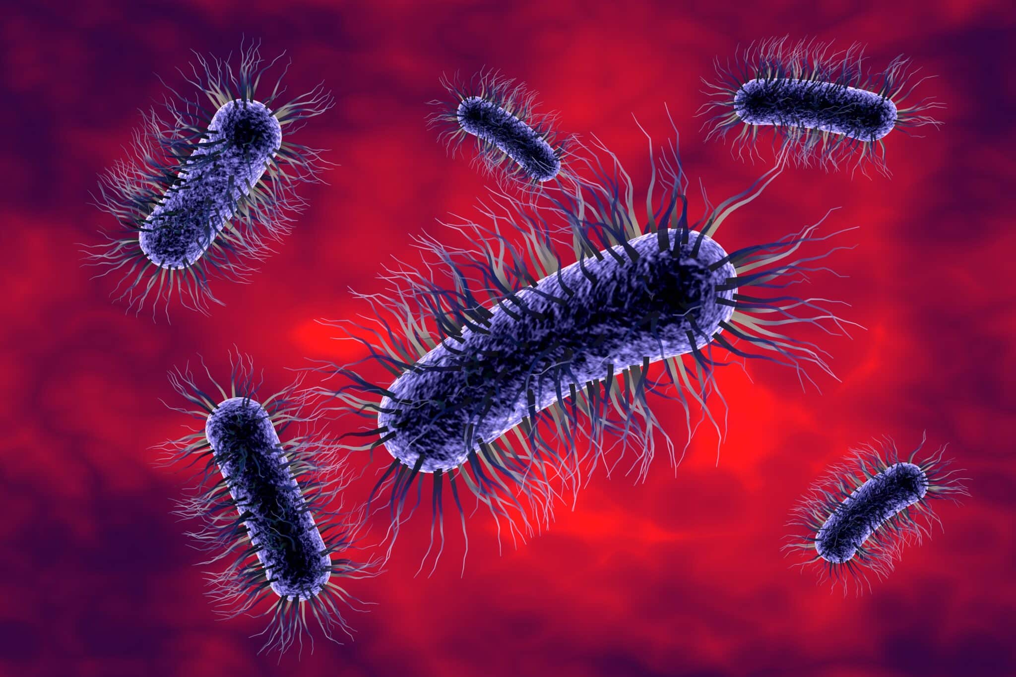 cistite: E.Coli batterio responsabile