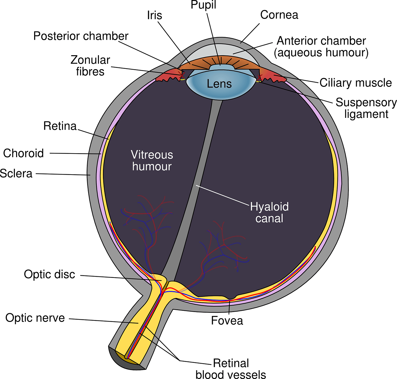 Anatomia occhio; Credits: AFP Journal